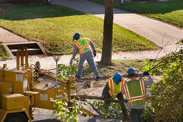 How Our Tree Care Process Works  in Oviedo, FL